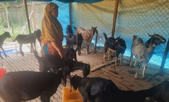 Goat fattening helps underprivileged Rajshahi families