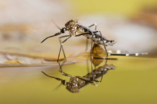 Aedes mosquitoes breeding in the dirt: Professor Dr. Abdullah