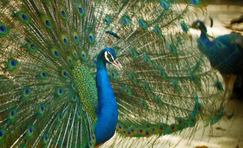 Peacocks dancing!