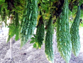Thakurgaon vegetable market stands at Tk 9b annually