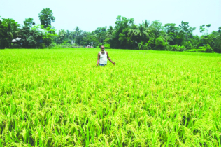 Govt earmarks Tk385 billion for boosting agro production