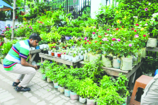 Nursery business gains momentum