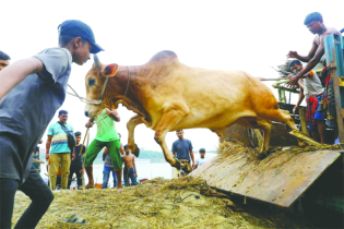 Sales of sacrificial animals begin today in city