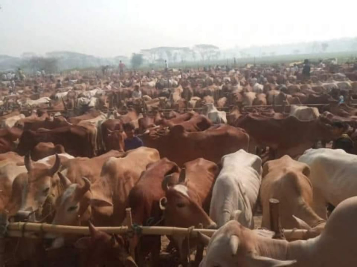 কক্সবাজারের গর্জনিয়া পশুর হাট বন্ধ খামারি-ব্যবসায়ীদের মাথায় হাত, রাজস্ব বেহাত কক্সবাজারের গর্জনিয়া পশুর হাট বন্ধ খামারি-ব্যবসায়ীদের মাথায় হাত, রাজস্ব বেহাত