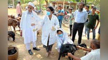 সরকারি ভ্যাকসিনে অর্ধশত গরু-ছাগলের মৃত্যু, তদন্তে মেডিকেল টিম
