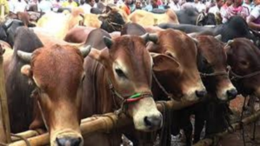 কুরবানিতে সোয়া কোটি গবাদিপশু, উদ্বৃত্ত ২০ লাখ