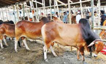 কোরবানির অর্থনীতি ছাড়াবে ১ লাখ কোটি টাকা