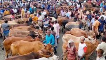 শেষ মুহূর্তে পশুর হাটে জমে উঠেছে বেচাকেনা