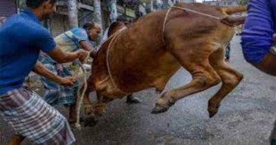 ঈদের দ্বিতীয় দিনেও ঢাকায় চলছে পশু কোরবানি