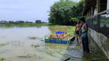 ফেনীর তিন নদীর ৩৬ স্থানে ভাঙন, এখনও লোকালয়ে ঢুকছে পানি