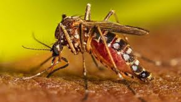 ডেঙ্গুতে আরও ৩ জনের মৃত্যু