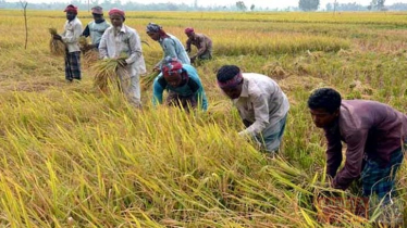 বাজেটে খাদ্য ও কৃষি খাতে বরাদ্দ বাড়ানোর প্রস্তাব