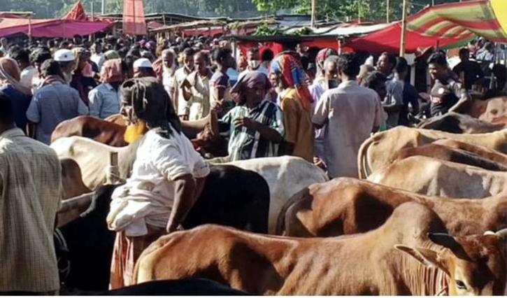 গাইবান্ধার হাটগুলোতে ক্রেতা কম, গরু বেশি গাইবান্ধার হাটগুলোতে ক্রেতা কম, গরু বেশি