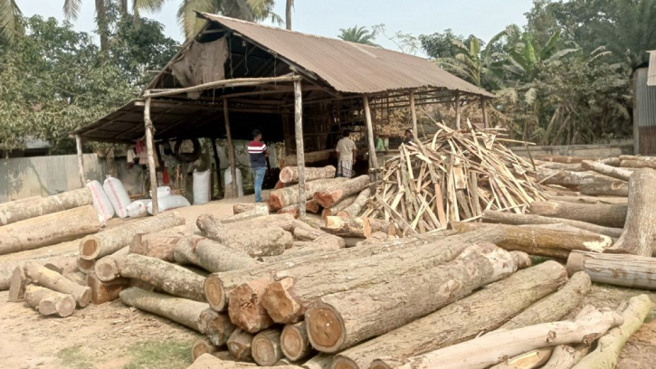 Illegal sawmills are widespread in Mymensingh, Forest Officer assures of campaig Illegal sawmills are widespread in Mymensingh, Forest Officer assures of campaig