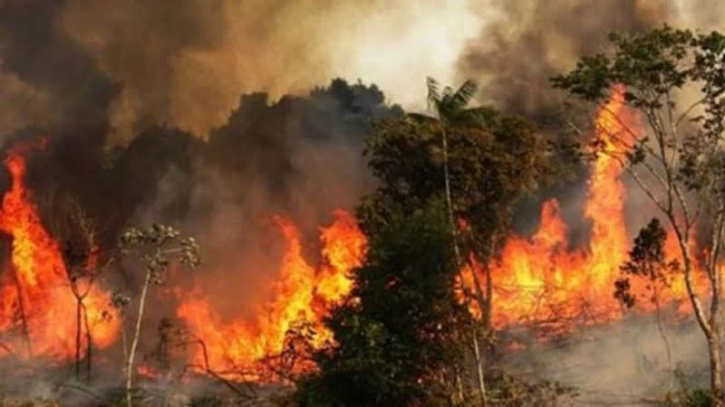 Sundarbans in peril: Frequent forest fires fuel threats to biodiversity