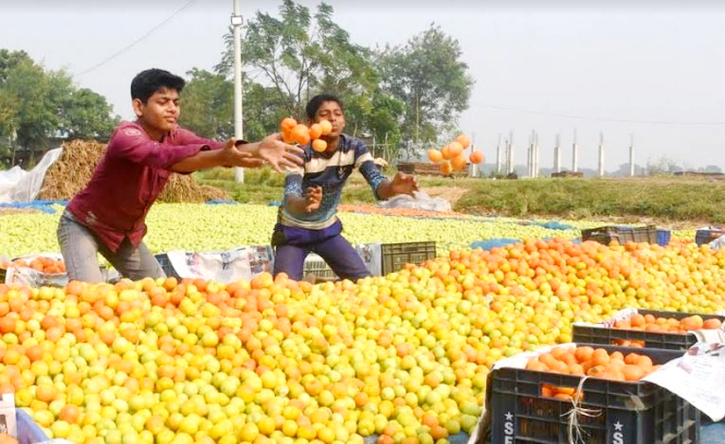 Tomato farming elevates Rajshahi farmers living, livelihood conditions