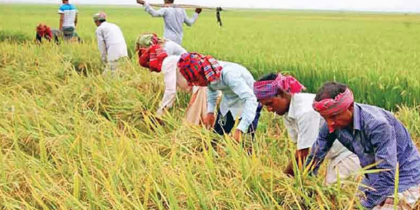 6,500 Cumilla farmers to get incentive for Aush cultivation