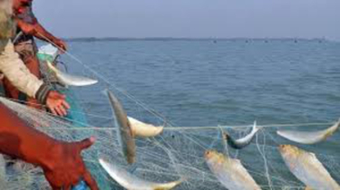 habitat of Hilsa in the Meghna poisoned by the Shitalakshya