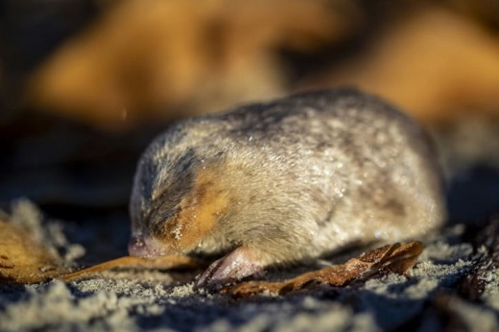 Bashful golden mole detected in South Africa after 87 years Bashful golden mole detected in South Africa after 87 years