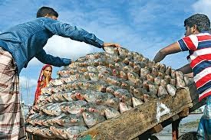 No ilish export to India for Durga Puja: Advisor No ilish export to India for Durga Puja: Advisor