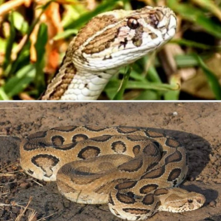 Russell’s Viper: Environment Ministry issues awareness guidelines Russell’s Viper: Environment Ministry issues awareness guidelines