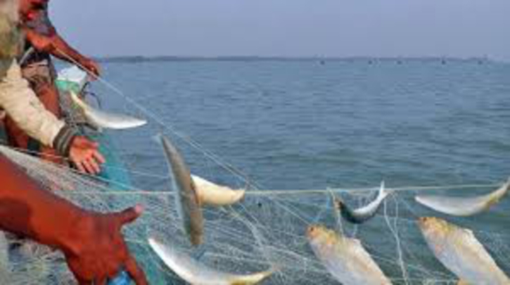 habitat of Hilsa in the Meghna poisoned by the Shitalakshya habitat of Hilsa in the Meghna poisoned by the Shitalakshya